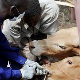Point sur l’importance de la nutrition chez les animaux avec le vétérinaire Dr Abdoul Malik Nour. (Niger sur Kalangou)