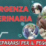 # 147 - Cosa fare se il tuo cavallo ha bisogno di aiuto!