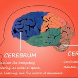 S56E11: Is The “Mind” Part Of The Human Heart Or A Part Of The Human Brain Or A Bit Of Both