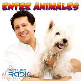 Entre Animales - Episodio 2 Mascotas Entre Latinos