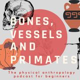 Bones, Vessels and Primates: 1° Primates our mates