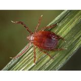 Update on Asian Longhorned Tick with Dr Teresa Steckler U of I Extension Educator