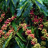 Café conilon: exportações recordes e avanços tecnológicos no campo | BBcast Agro - 28/01/2026