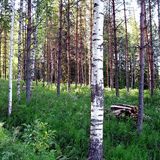 Il bosco in casa in Finlandia i microbi del suolo migliorano la salute umana