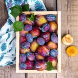 Prugne: il frutto magico che raddoppia la vitalità