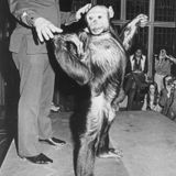 Oliver the Chimpanzee, A missing link?