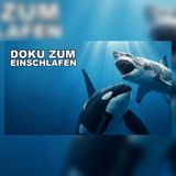Warum kein Tier den Orca jagt: Geheimnis des Ozeans | Doku zum Einschlafen