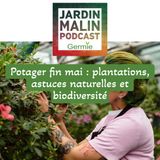 Potager fin mai : plantations, astuces naturelles et biodiversité