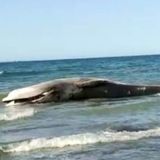 Localizan sin vida a ballena rescatada en playas de Puerto Peñasco
