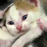 1273. This Week's Hero Person Stops Highway Traffic To Save Kitten