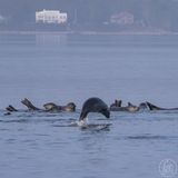 Ep 472: Hi Seals!
