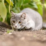 Het Konijn, de Wezel en de Kat | Aesopus Fabels