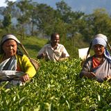 Il tè agroecologico? È un alleato della biodiversità