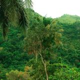 L'azoto fa raddoppiare la velocità di ricrescita delle foreste tropicali