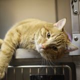 Ecología para todos: Las mascotas van al veterinario