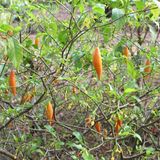 Fast-Tracking Psychedelics Research