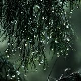 La pioggia nel pineto