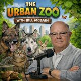 Urban Zoo - Epi 100 - Beavers from Above, & Remembering Jane Goodall