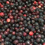 Saskatoon Berries