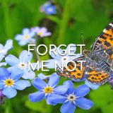 Forget Me Not - Morning Manna #2745