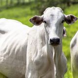 Mercado firme, exportações em alta e novas estratégias de risco: bovinocultura de corte | BBcast Agro – 28/08/2025