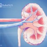 Scientists first in the world to regenerate diseased kidney cells [W[R]C]