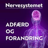 Stress - De 3 strategier til et liv uden stress
