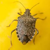 Stopping The Stink Bug Invasion