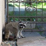 Raccoon Removal Protecting Your Home and Health
