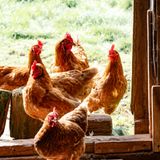 Las noticias de Herrero: El Gobierno ordena el confinamiento de las aves de corral ante el aumento de la gripe aviar