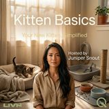 Kitten Basics - Setting Up the Purrfect Home