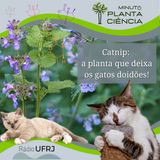 Minuto PlantaCiência - Ep. 22 - Catnip: a planta que deixa os gatos doidões! (Rádio UFRJ)