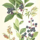 Show 239: Wintergreen, Wisteria, Yucca and Huckleberry