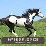 Dwa obszary jeden koń - fragment livw 265