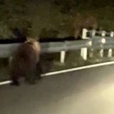 Nuovo avvistamento dell’orso in Altopiano. La Provincia: “Potenziato il monitoraggio”