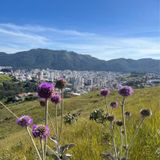 Patrimônio em Extinção: O Fim dos Campos de Altitude em Poços de Caldas