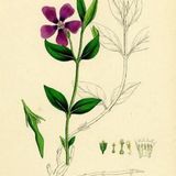 Show 277: Sausage and Periwinkle