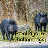 Pet Boa On The Loose, Wild Hogs On The Loose, and 'Coon-Squatting In Ohio!
