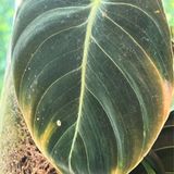 Episode 255 - Spider Mite Warning Signs (and gift cards on sale through 1/1/25!)