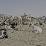 Le journal du 3 juin 2025 - Réactions des populations de Diffa à la veille de la fête de Tabaski