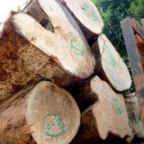 Nel 2022 la distruzione delle foreste tropicali è cresciuta del 10%