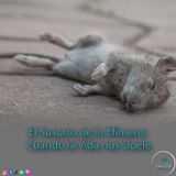 El Susurro de lo Efímero: Cuando la Vida nos Duele