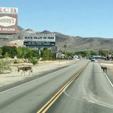 Burros of Death Valley