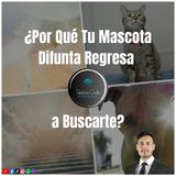 ¿Por Qué Tu Mascota Difunta Regresa a Buscarte?