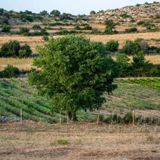 Erbe officinali e pasticceria, il riscatto dei detenuti del carcere di Siracusa
