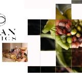 100% Pure Organic Moroccan Argan Oil - Morgan Cosmetics