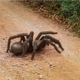 #96 - Giant Spiders and Casual Conversation.