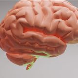 S56E4: Are Our Brains One And The Same Thing As Us Or Is It Different