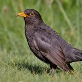 Turdus merula