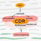 Why Your Cells Turn Off: The Cell Danger Response (CDR) Explained